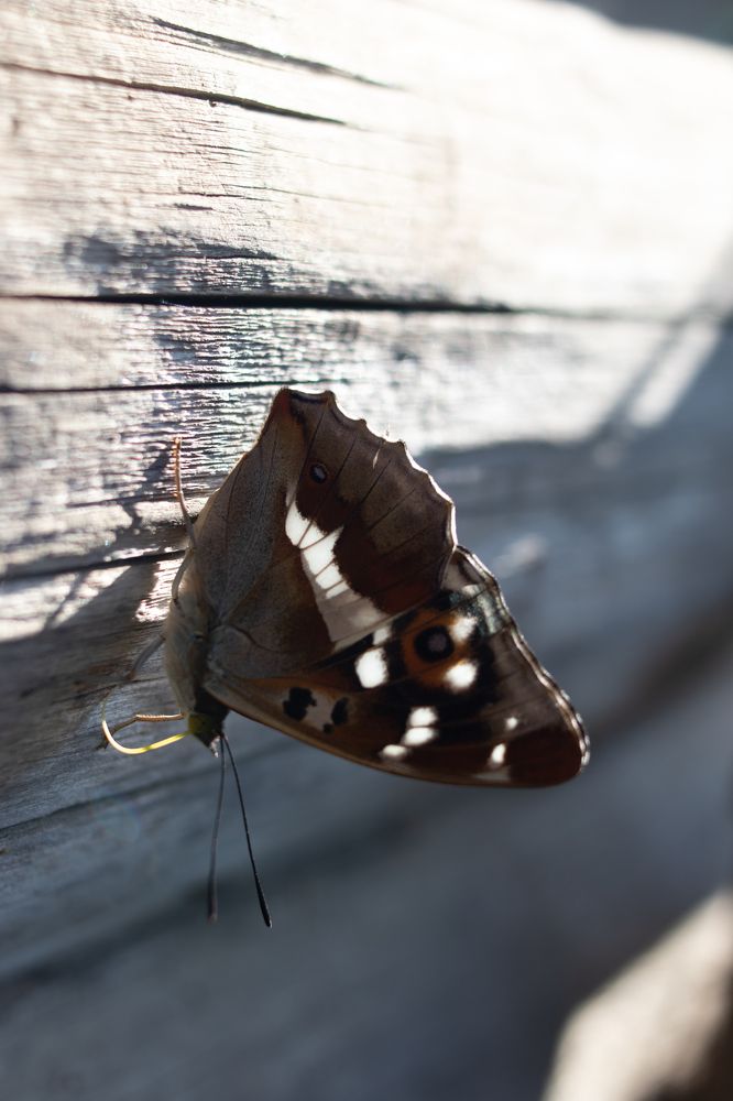 Photograph by Екатерина Алексеева