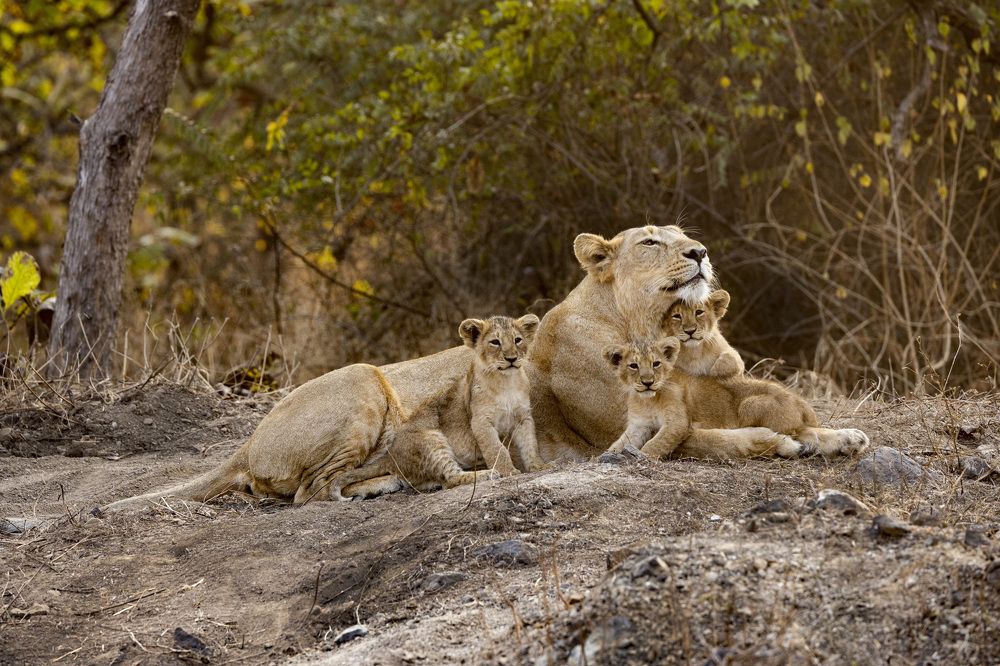 Whispers of the Wild