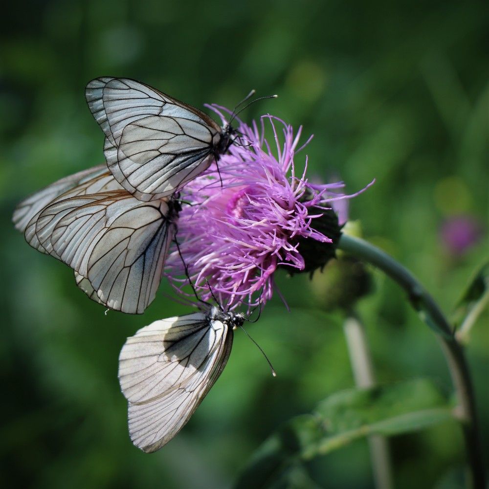Сладкий цветок