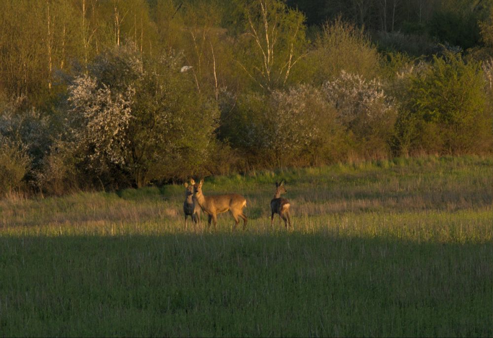 Photograph by Светлана Гонская