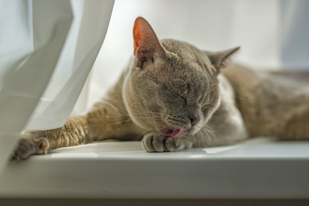 Photograph by Алина Лебедь