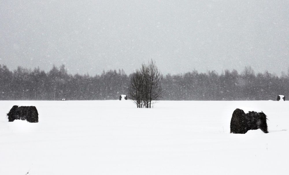 Photograph by Надежда Сидорова