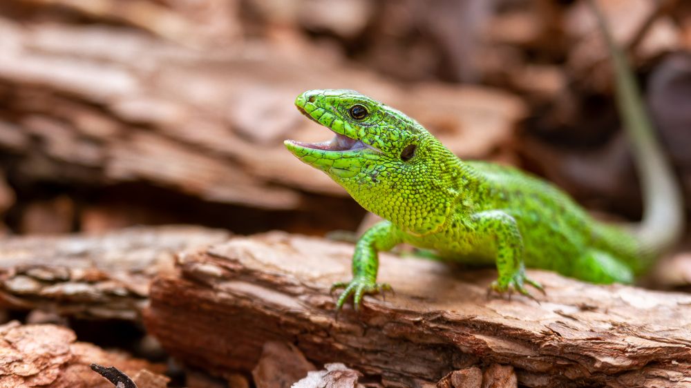 Смелый дракон