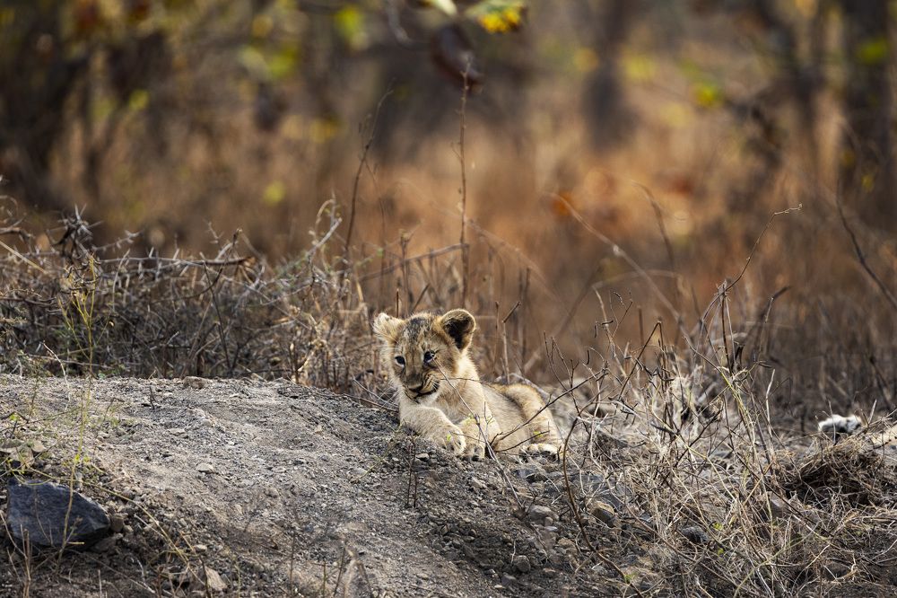 Tales in the Tall Grass