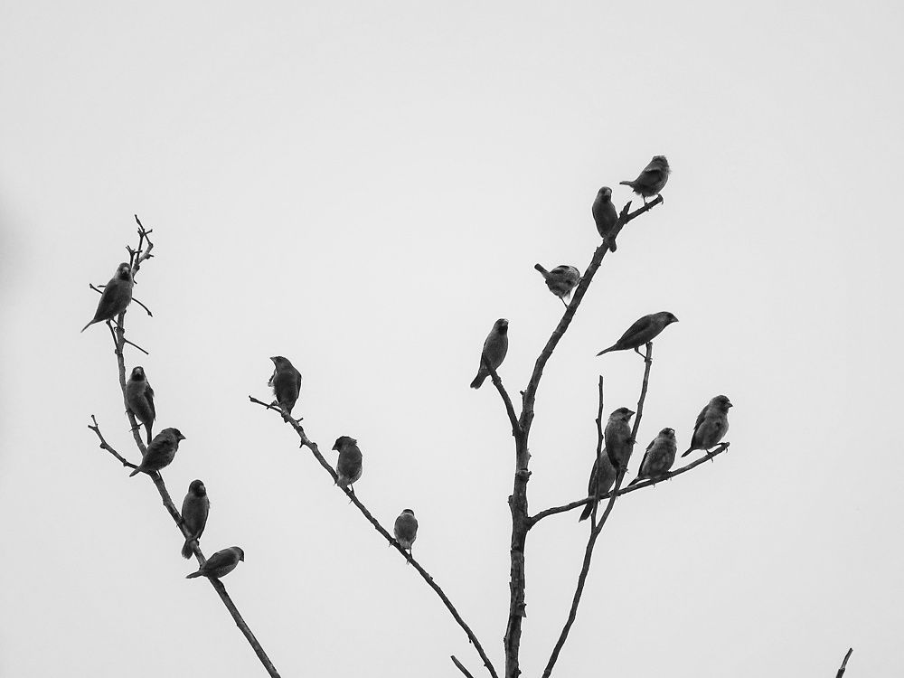 Photograph by Adam Caabay Terrado