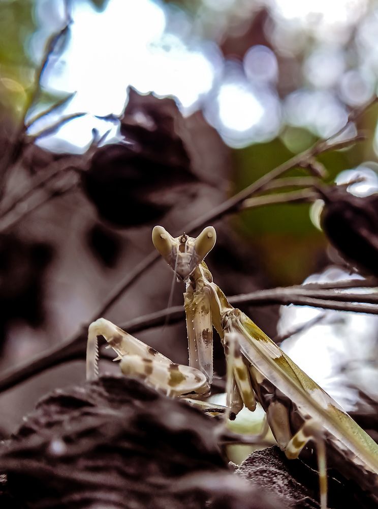 Photograph by ALDRIN Joseph