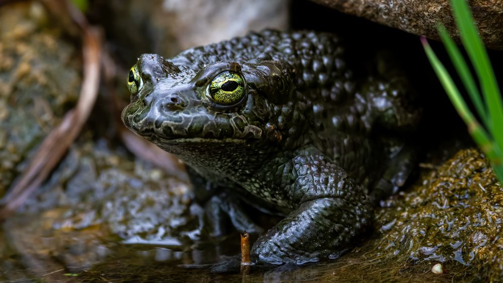Хранитель пещеры