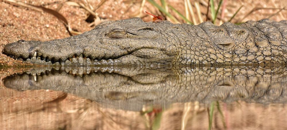 Crocodile and dragonfly