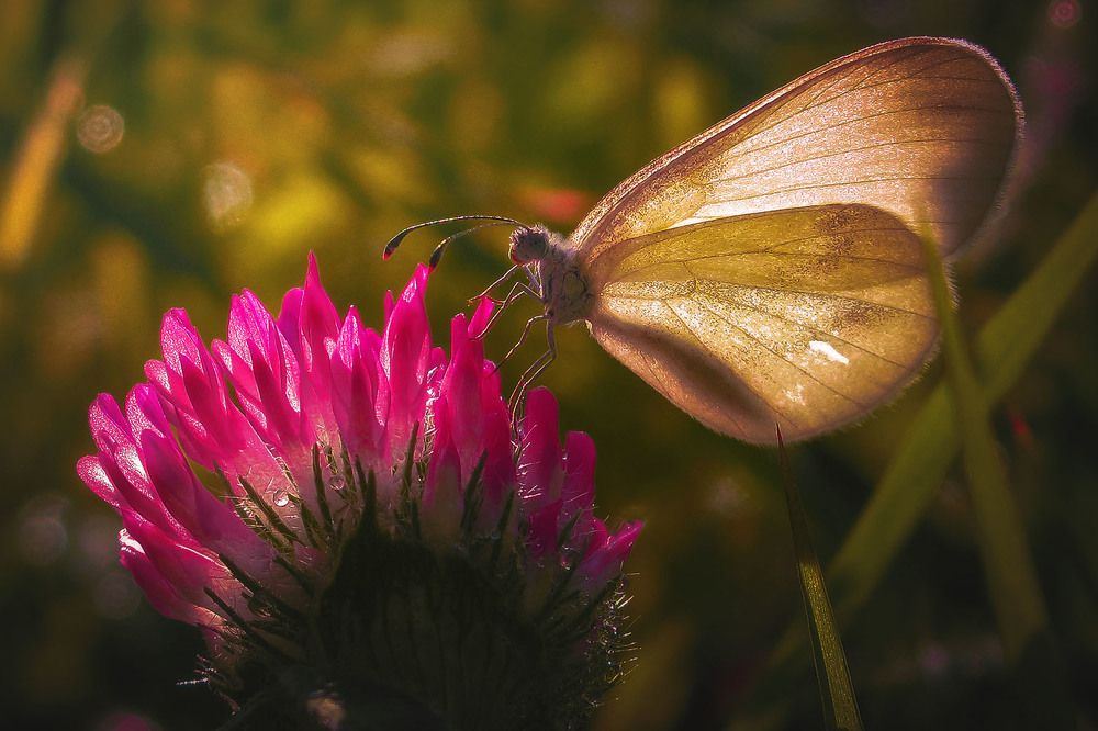 Photograph by Ali Memari