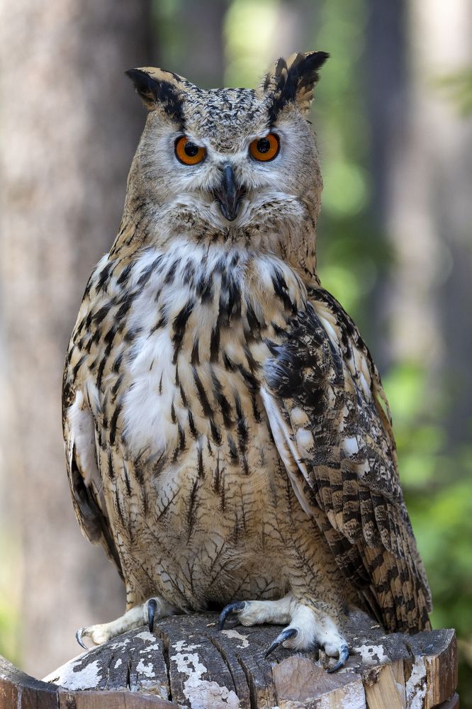 Photograph by Щепанов Дмитрий