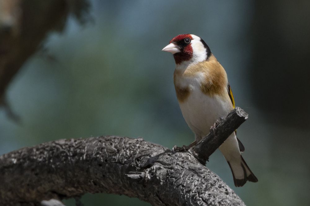 Photograph by Щепанов Дмитрий