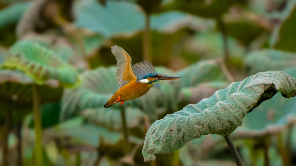 Common Kingfisher's Flight