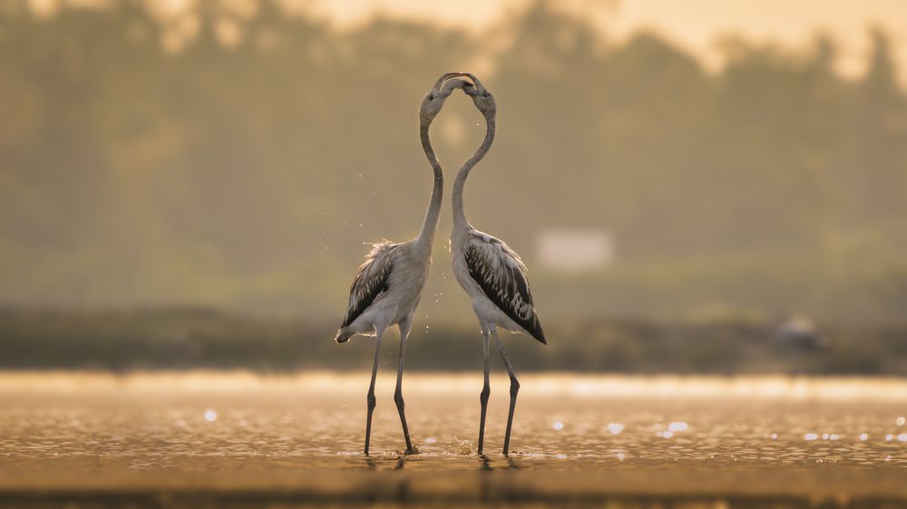 fight of two Greater flamingo (juvenile).