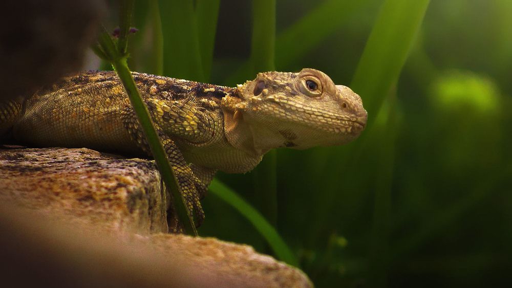 Photograph by Ali Memari