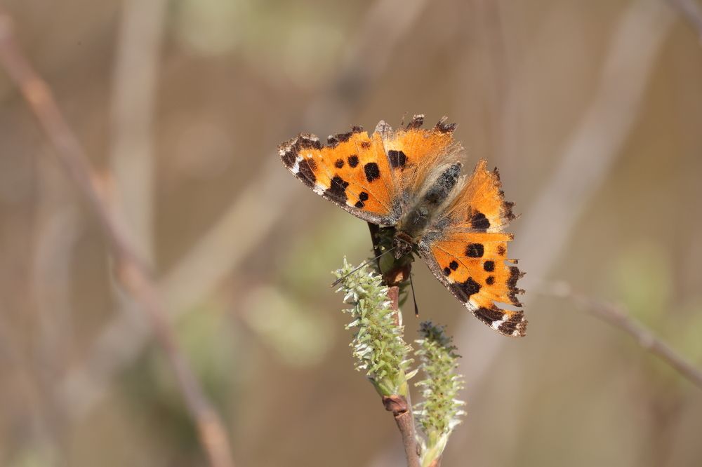 Photograph by Щепанов Дмитрий