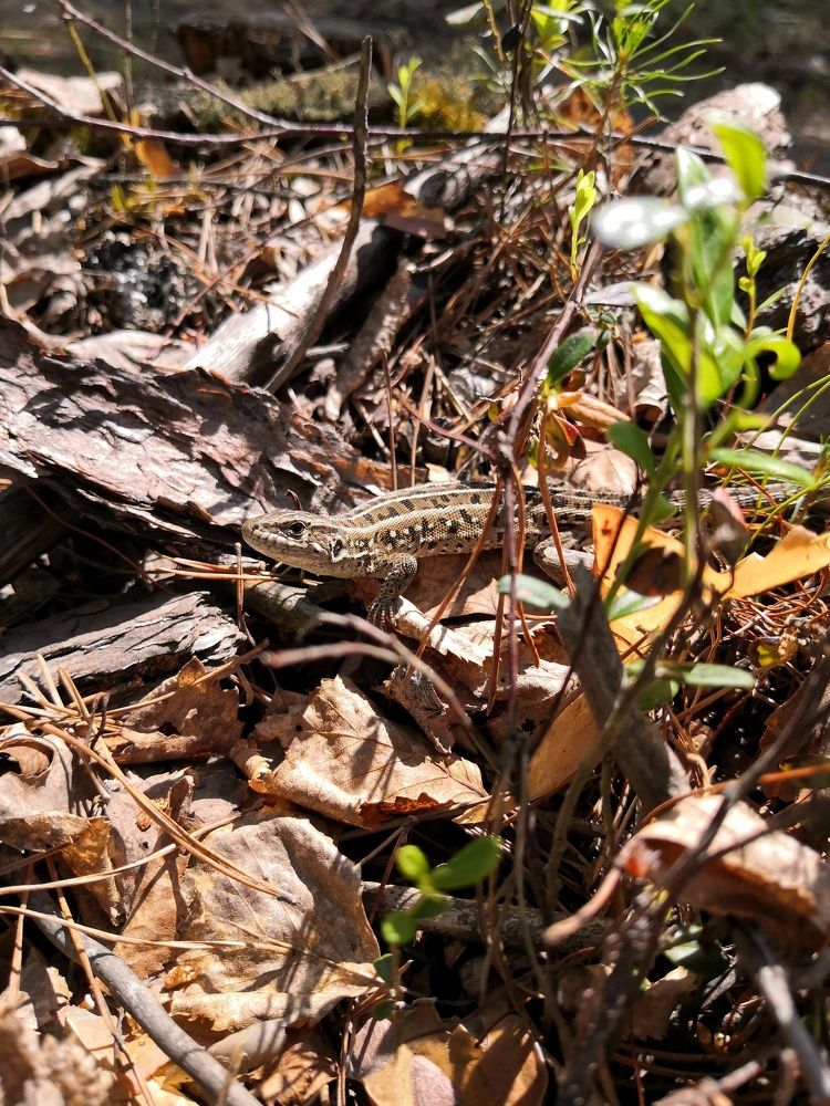 Photograph by Екатерина Першина