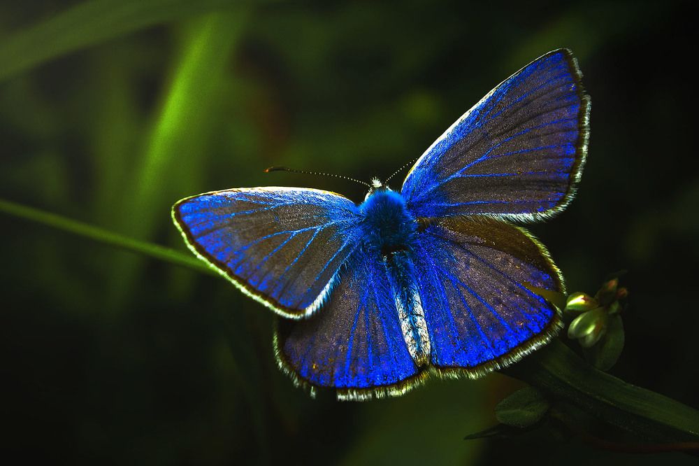 Photograph by Ali Memari