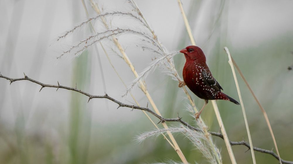 Red avadavat or strawberry finch perching on paddy.