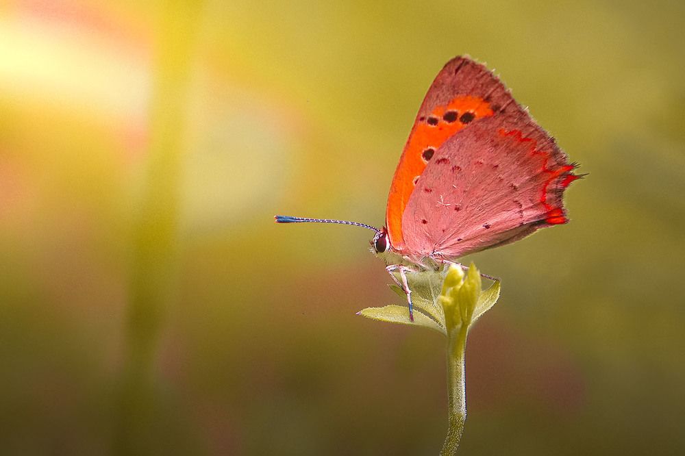 Фотография автора Ali Memari