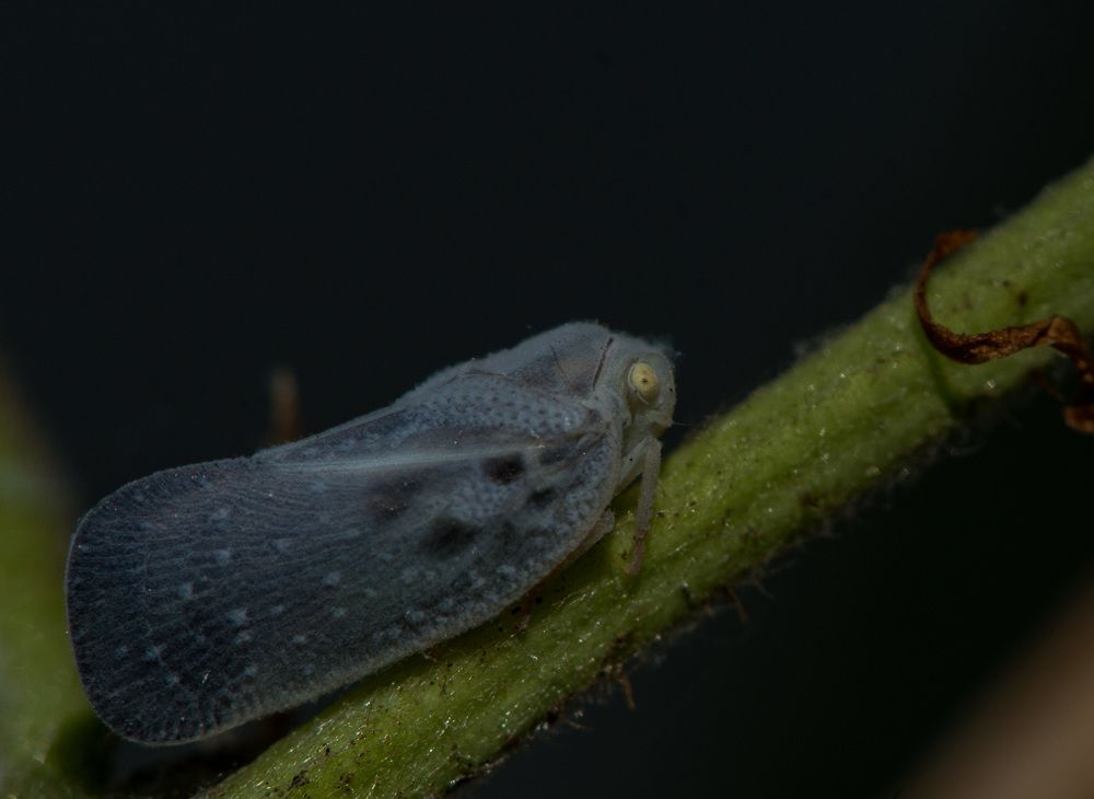 Цикадка белая