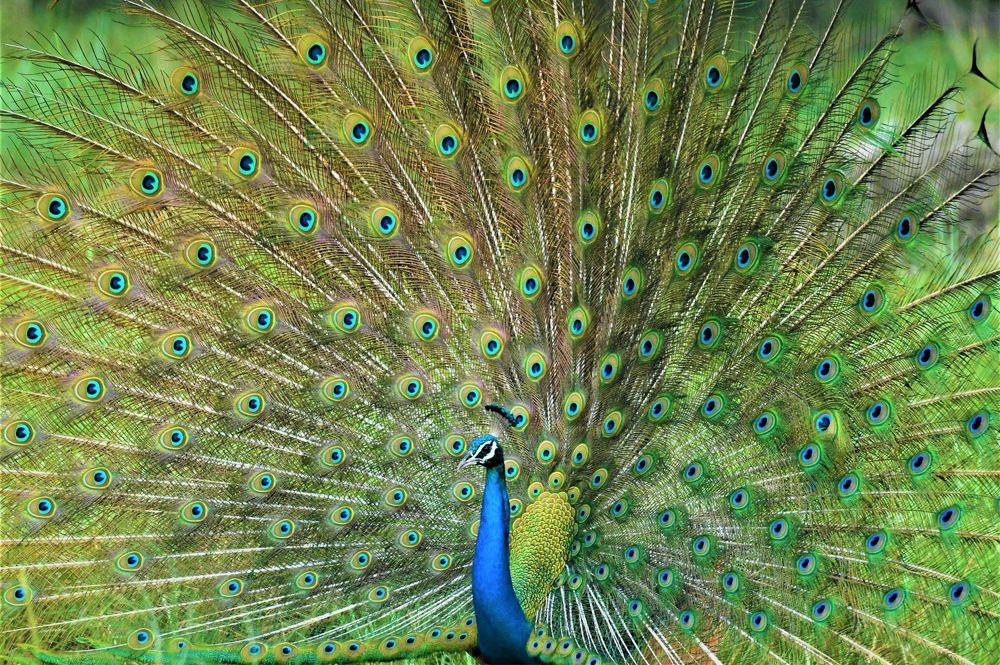 Photograph by Preet saluja