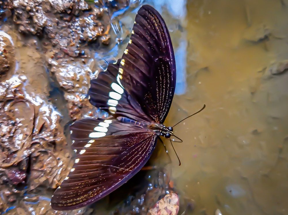 Photograph by Adam Caabay Terrado