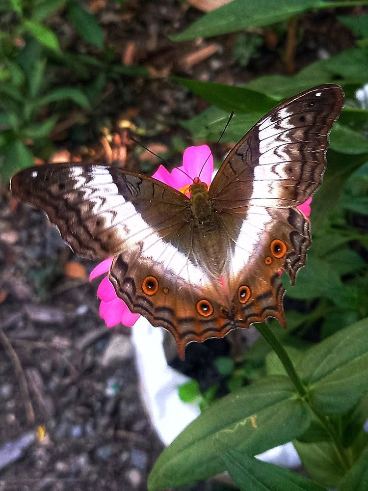 Butterlies are flowers with a wings.