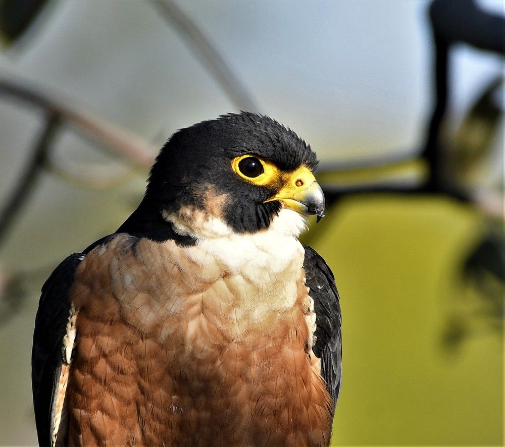 Photograph by Preet saluja