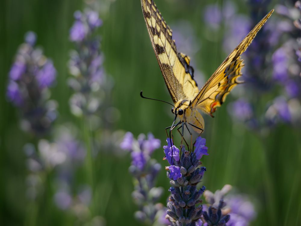 Photograph by Sergio