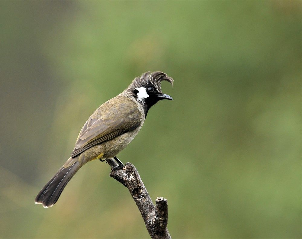 Photograph by Preet saluja