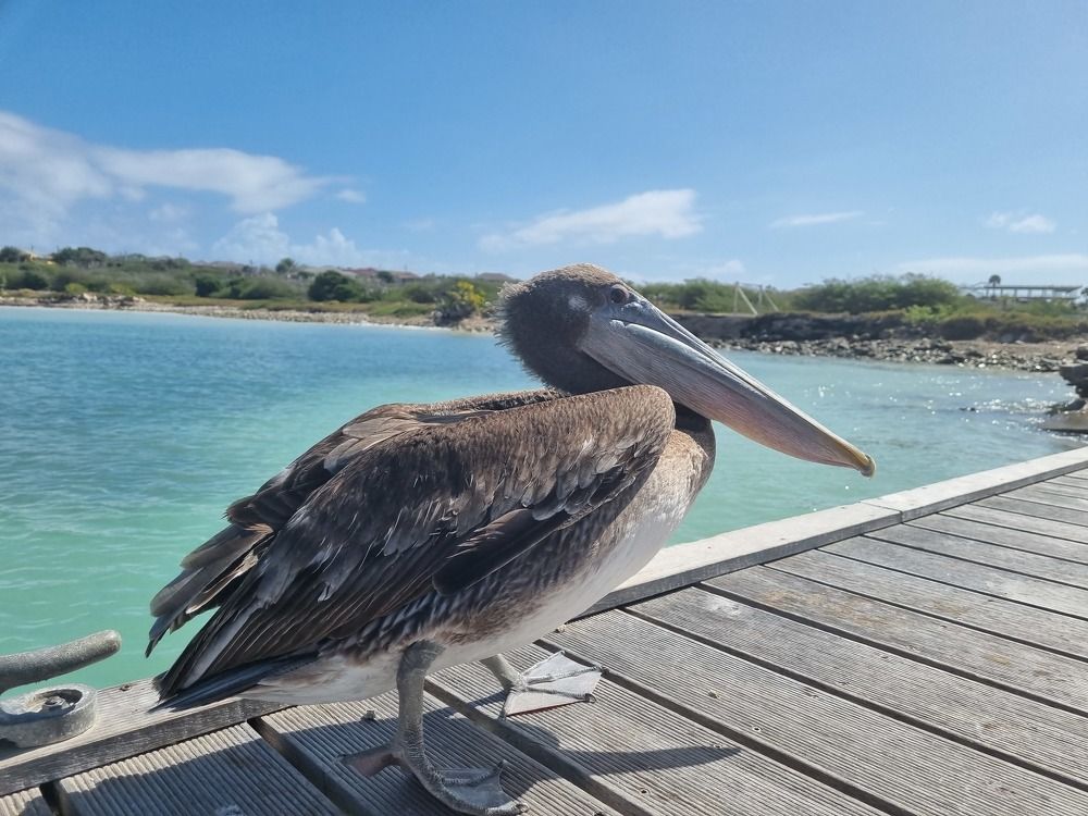 Photograph by Jeannette Beaumont