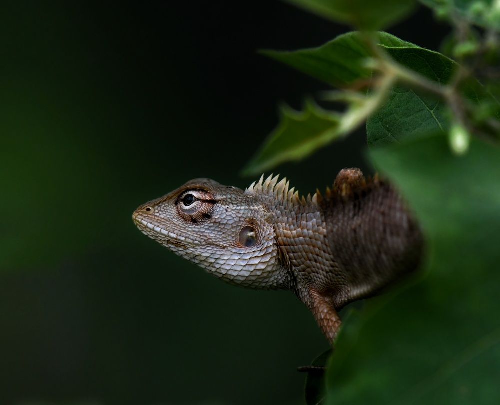 Photograph by Ansary