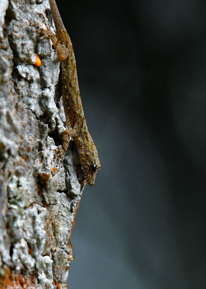 Photograph by Ansary