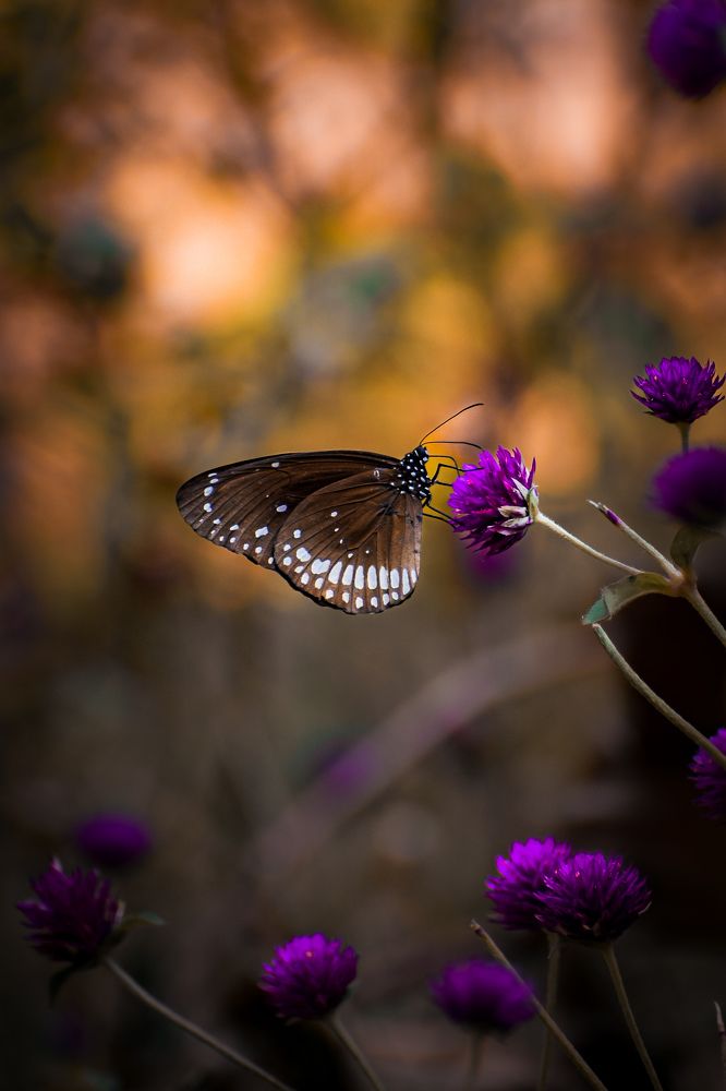 Brown Butterfly