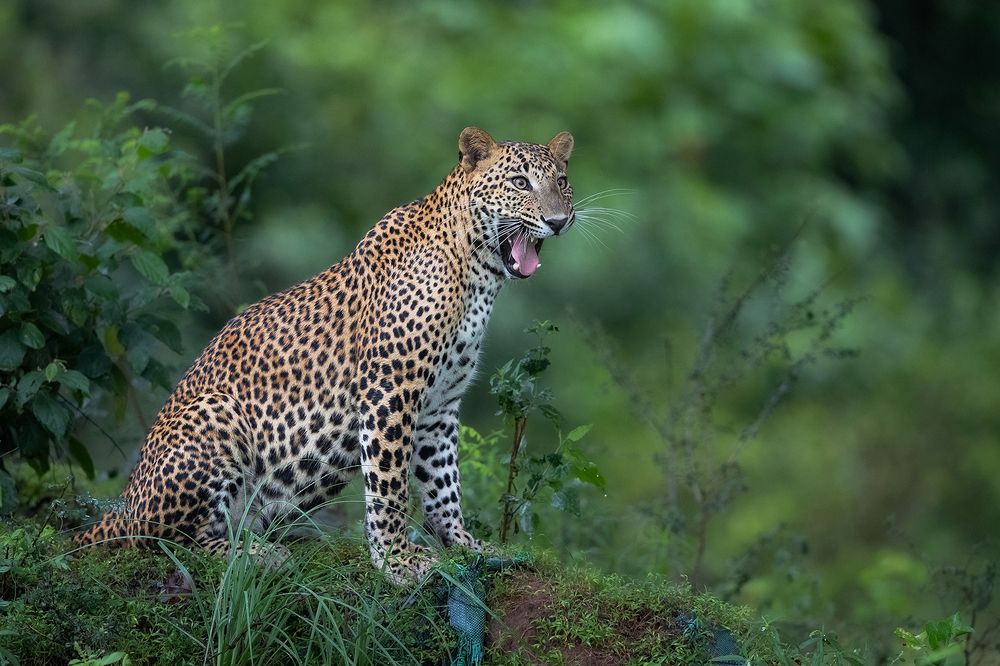 Photograph by Senadheera Danushka