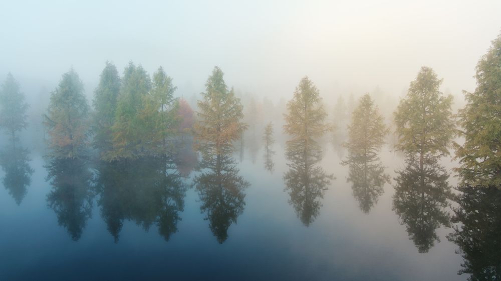 Trees in the morning mist
