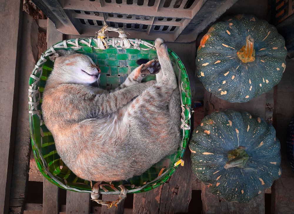 Photograph by Ghosh Joy