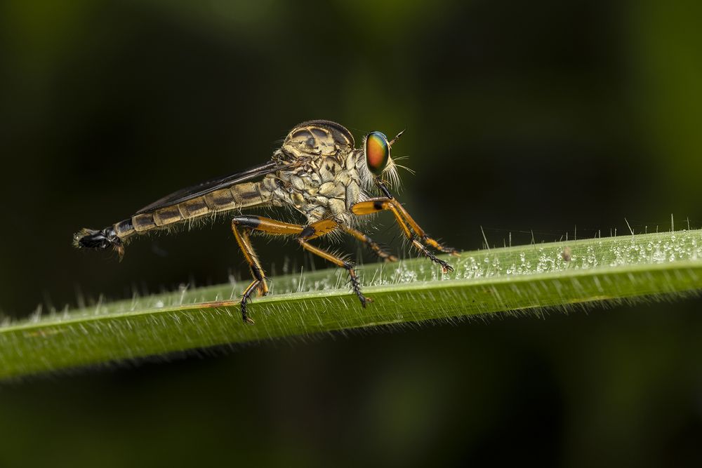 Photograph by Senadheera Danushka