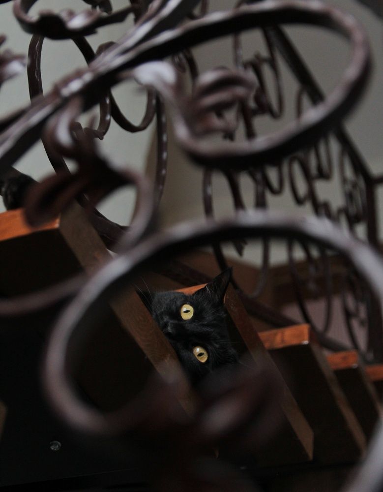 Я за тобой слежу