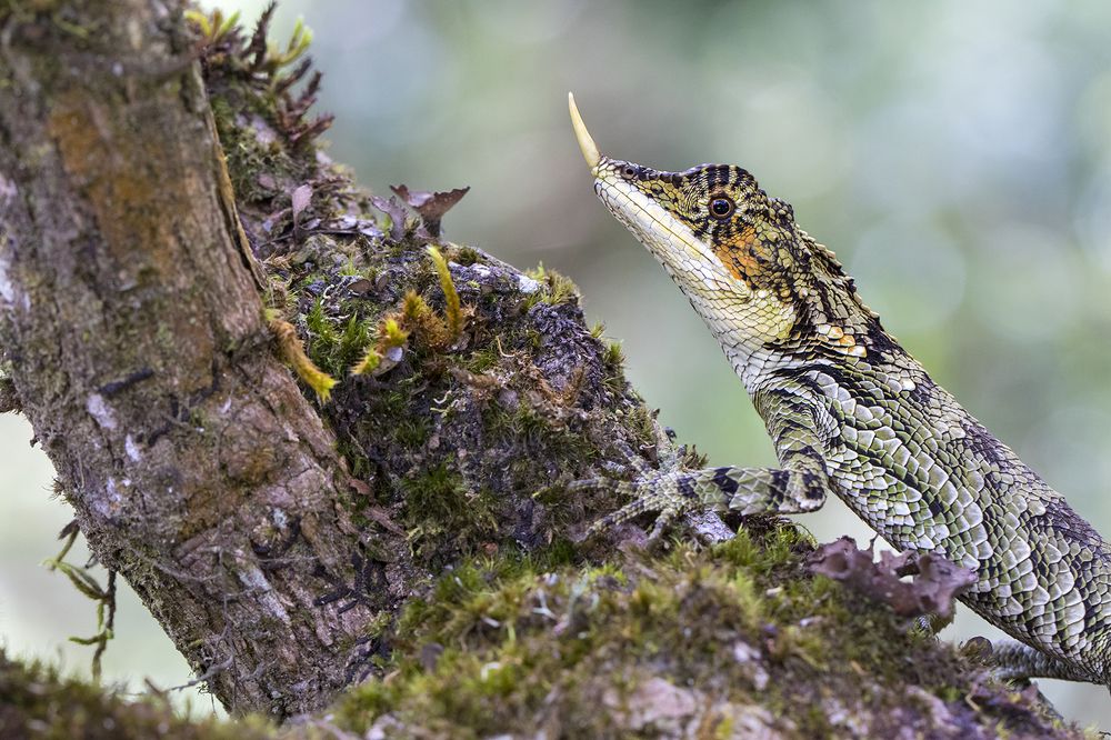 Photograph by Senadheera Danushka