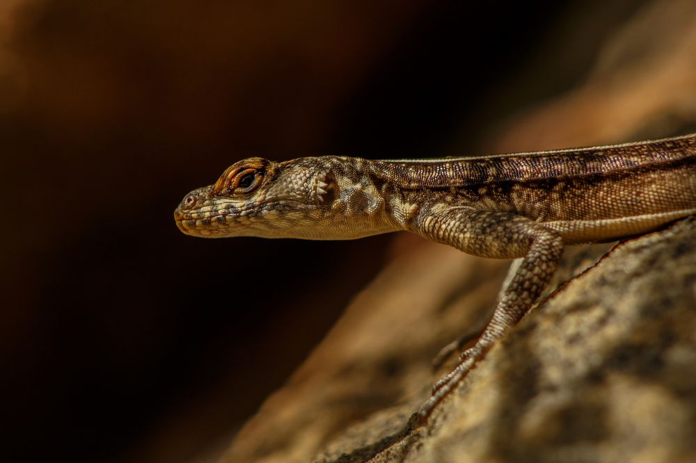 Фотография автора Gabriel de Araujo Almeida