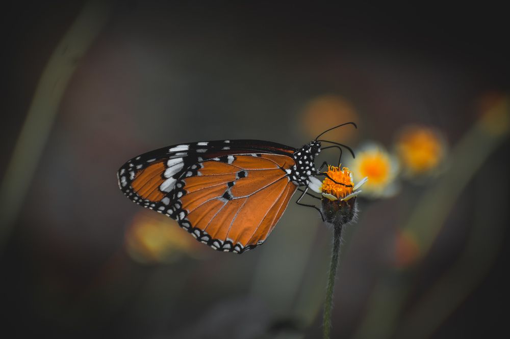 Photograph by AJAY KUMAR