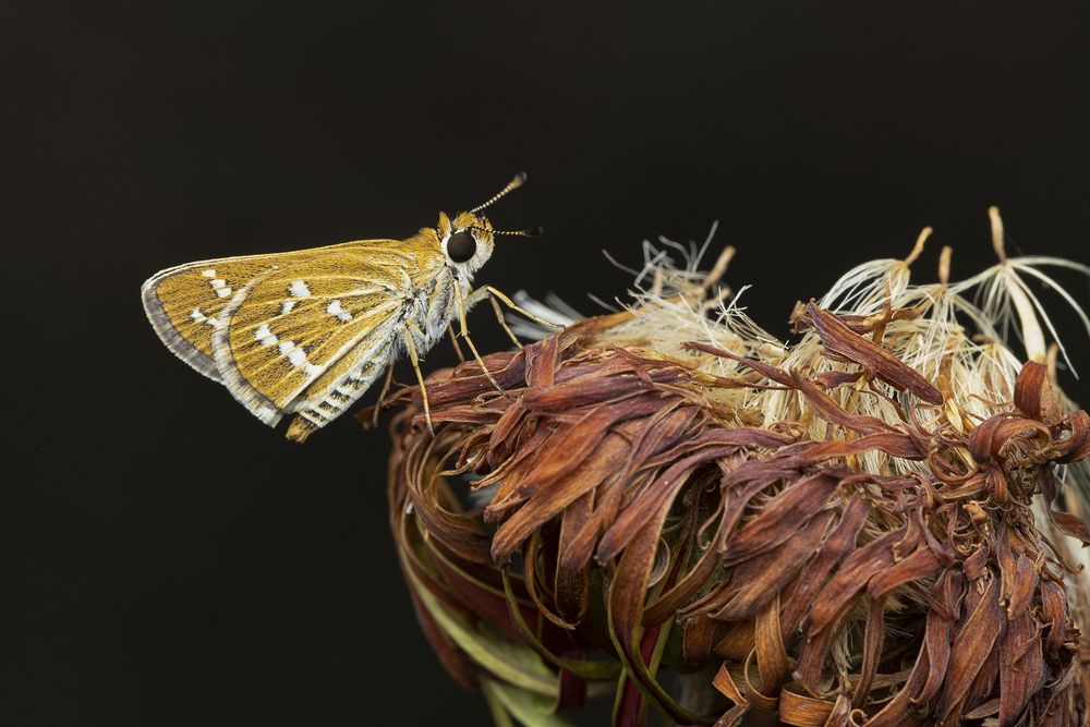 Photograph by Senadheera Danushka