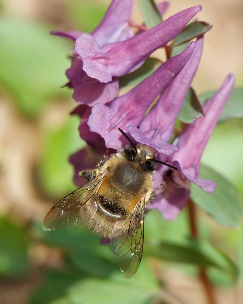Весенние мотивы