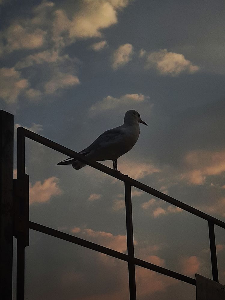 Photograph by Nayan Dattaram jadhav