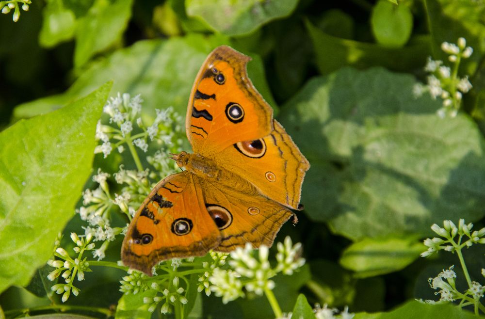 Photograph by A. M. Shafiqul Islam