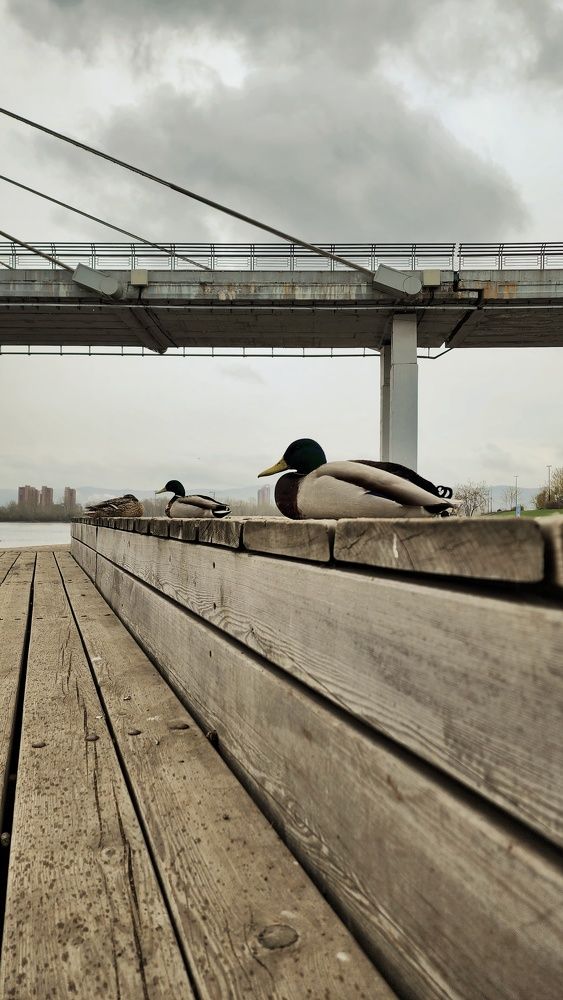 Photograph by Анна Панова