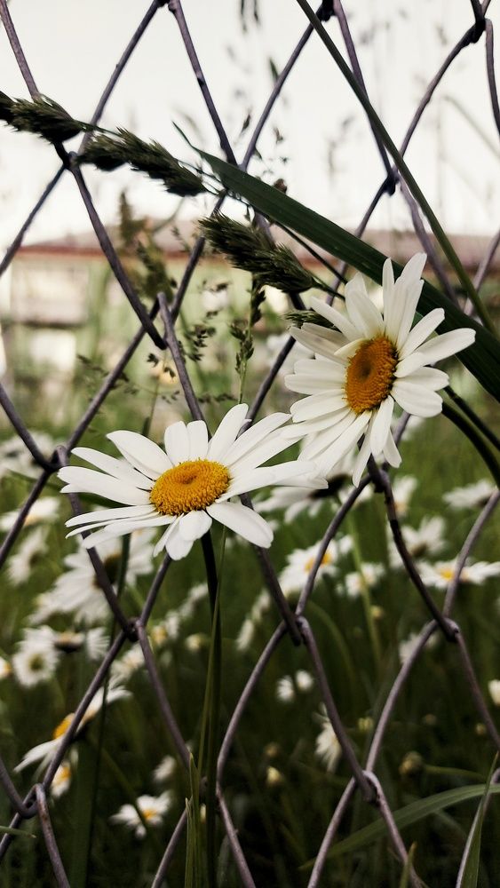 Photograph by Анна Панова