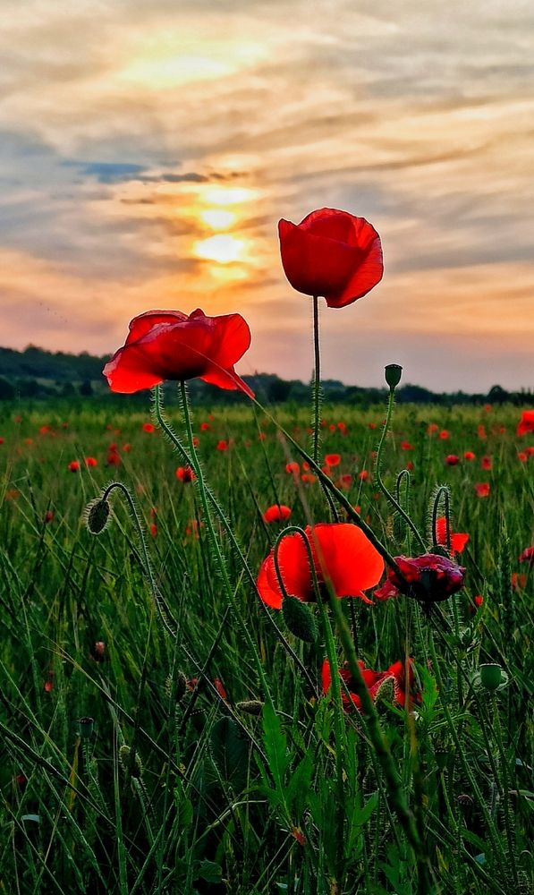 Photograph by Наталья Исиченко