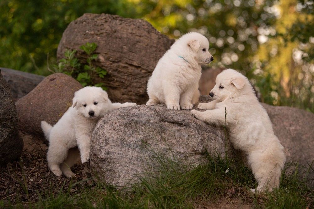 Photograph by Елена Мороз